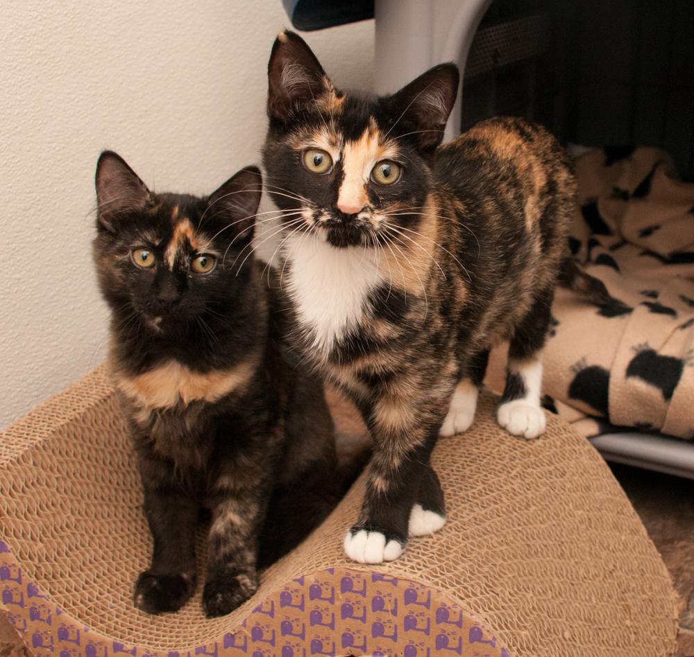 Chai (gets adopted with Pumpkin), an adopted Tortoiseshell in Westminster, CO image 2/5