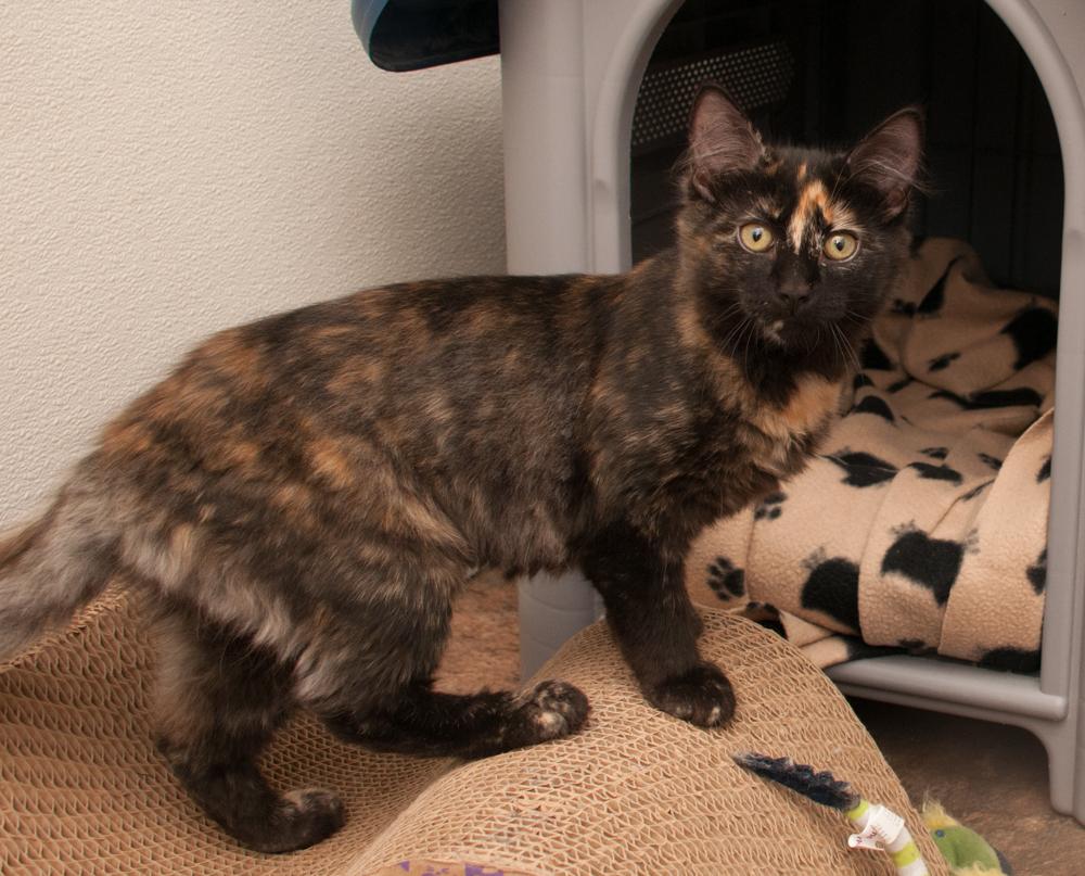 Chai (gets adopted with Pumpkin), an adopted Tortoiseshell in Westminster, CO image 3/5
