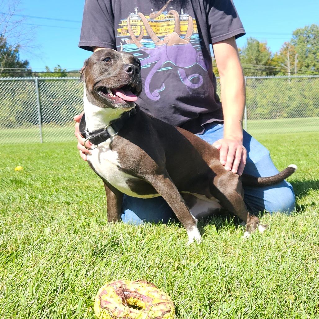Tally, Adoptable, Young Female Mixed Breed.