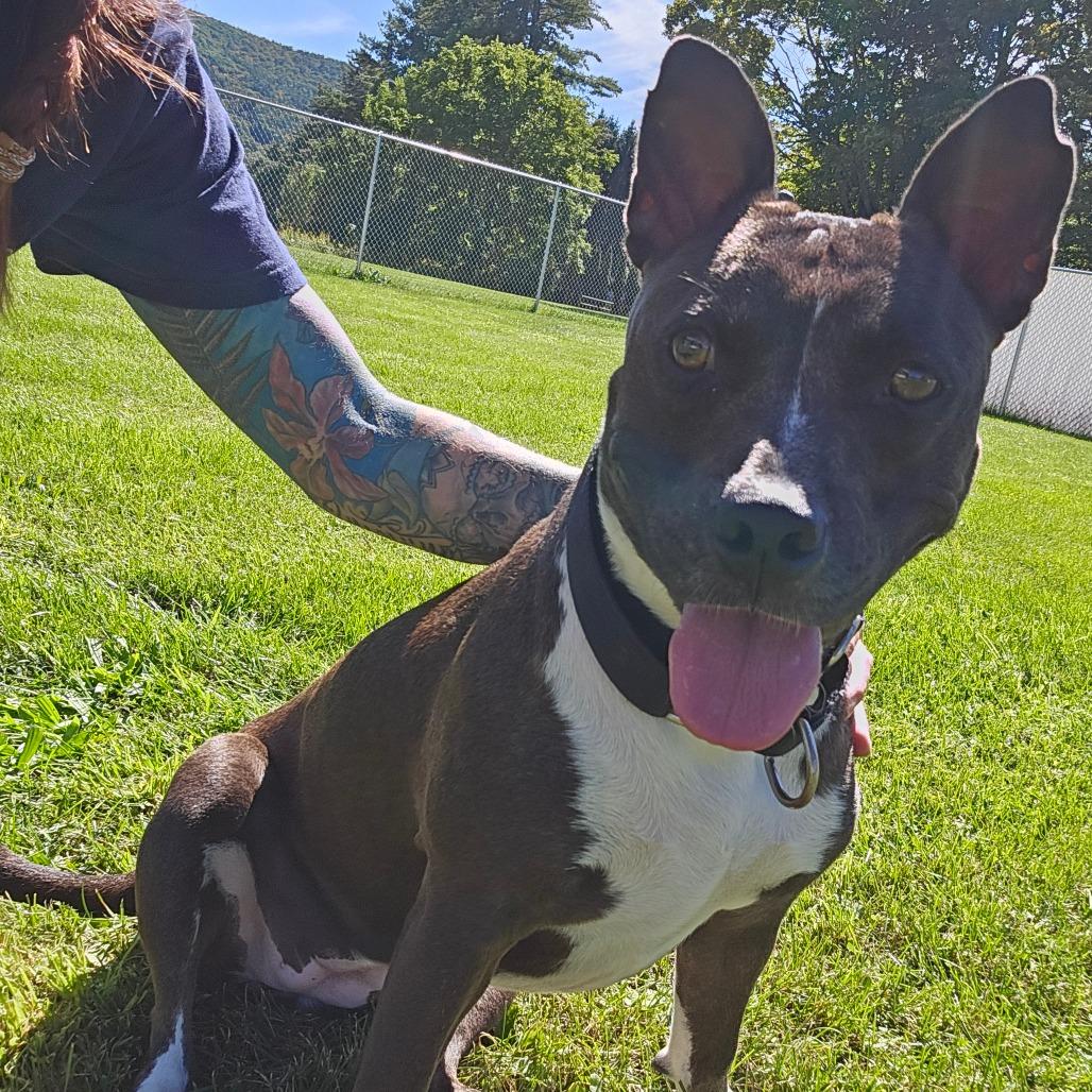 Enlarge Tally, a Adoptable Mixed Breed in Oneonta, NY image 2/6