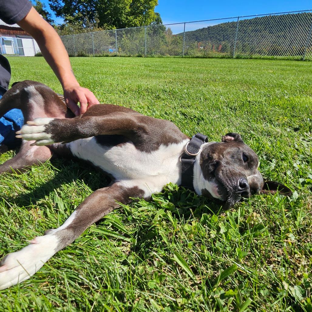 Enlarge Tally, a Adoptable Mixed Breed in Oneonta, NY image 3/6