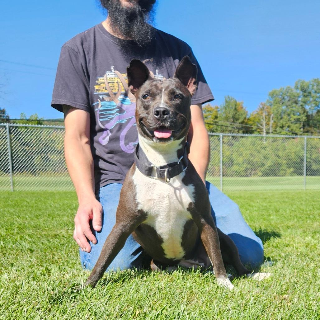 Enlarge Tally, a Adoptable Mixed Breed in Oneonta, NY image 4/6