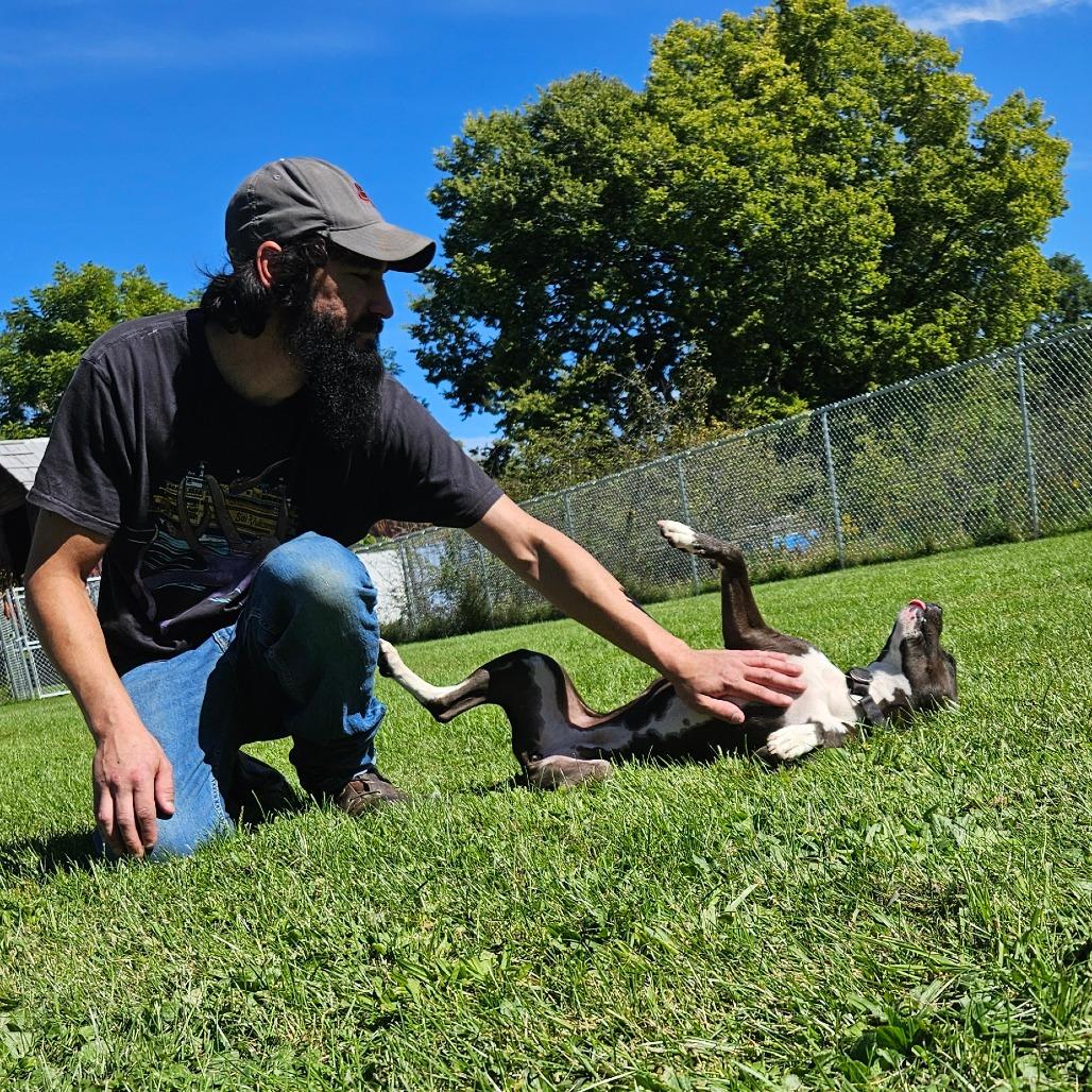 Enlarge Tally, a Adoptable Mixed Breed in Oneonta, NY image 5/6