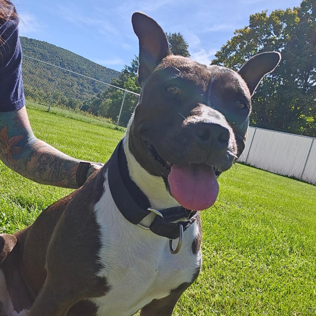 Enlarge Tally, a Adoptable Mixed Breed in Oneonta, NY image 6/6