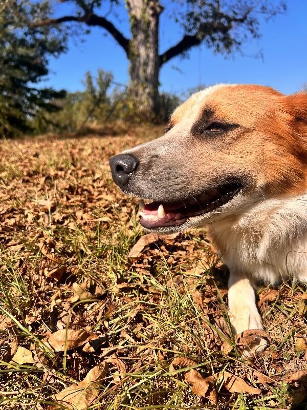 Enlarge Winter, a Adoptable mixed breed in Thomasville, AL image 2/2