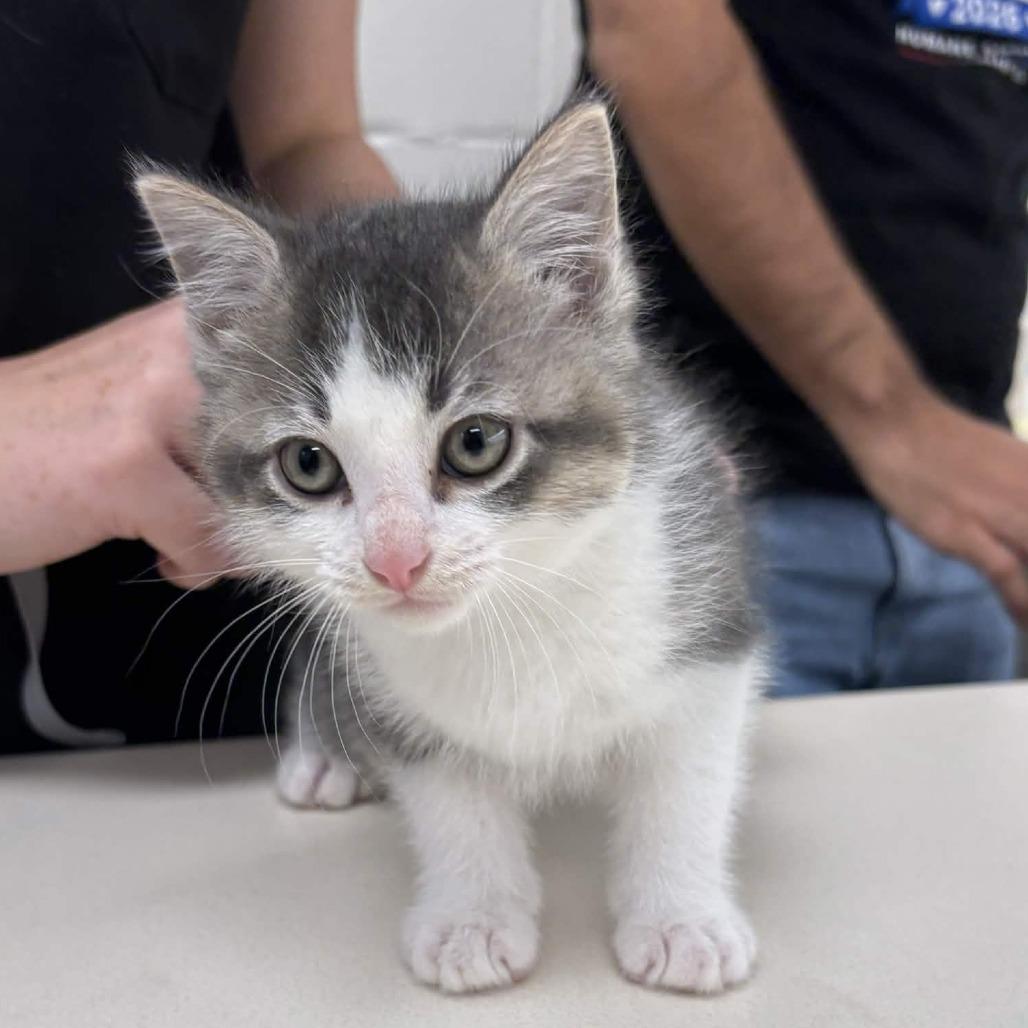 Reaper, Adoptable, Kitten Male Domestic Medium Hair.