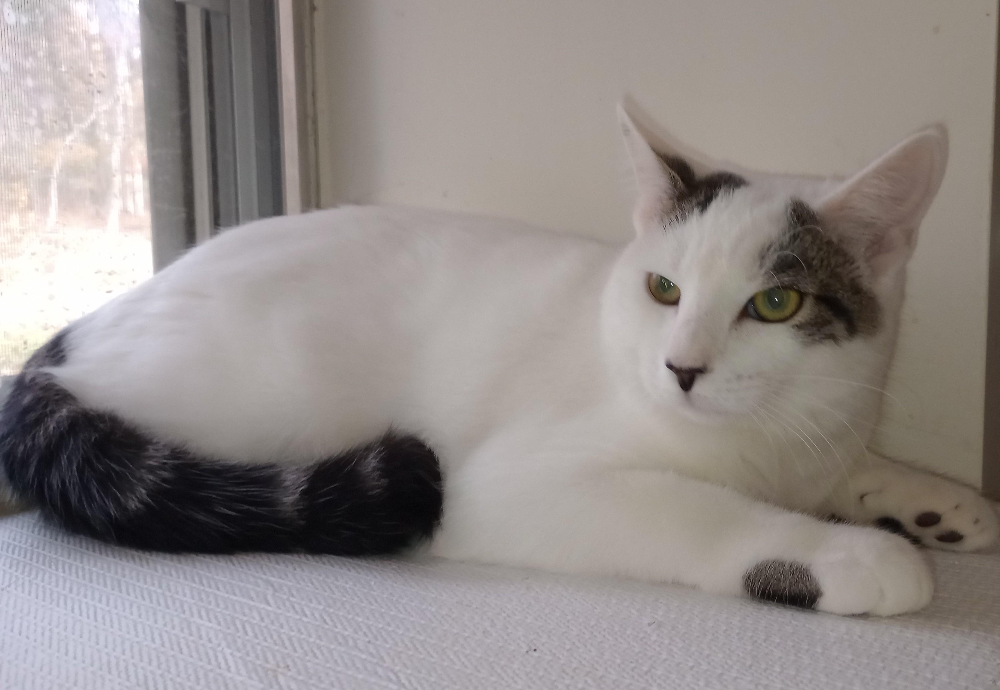 Fang, Adoptable, Young Male Domestic Short Hair.