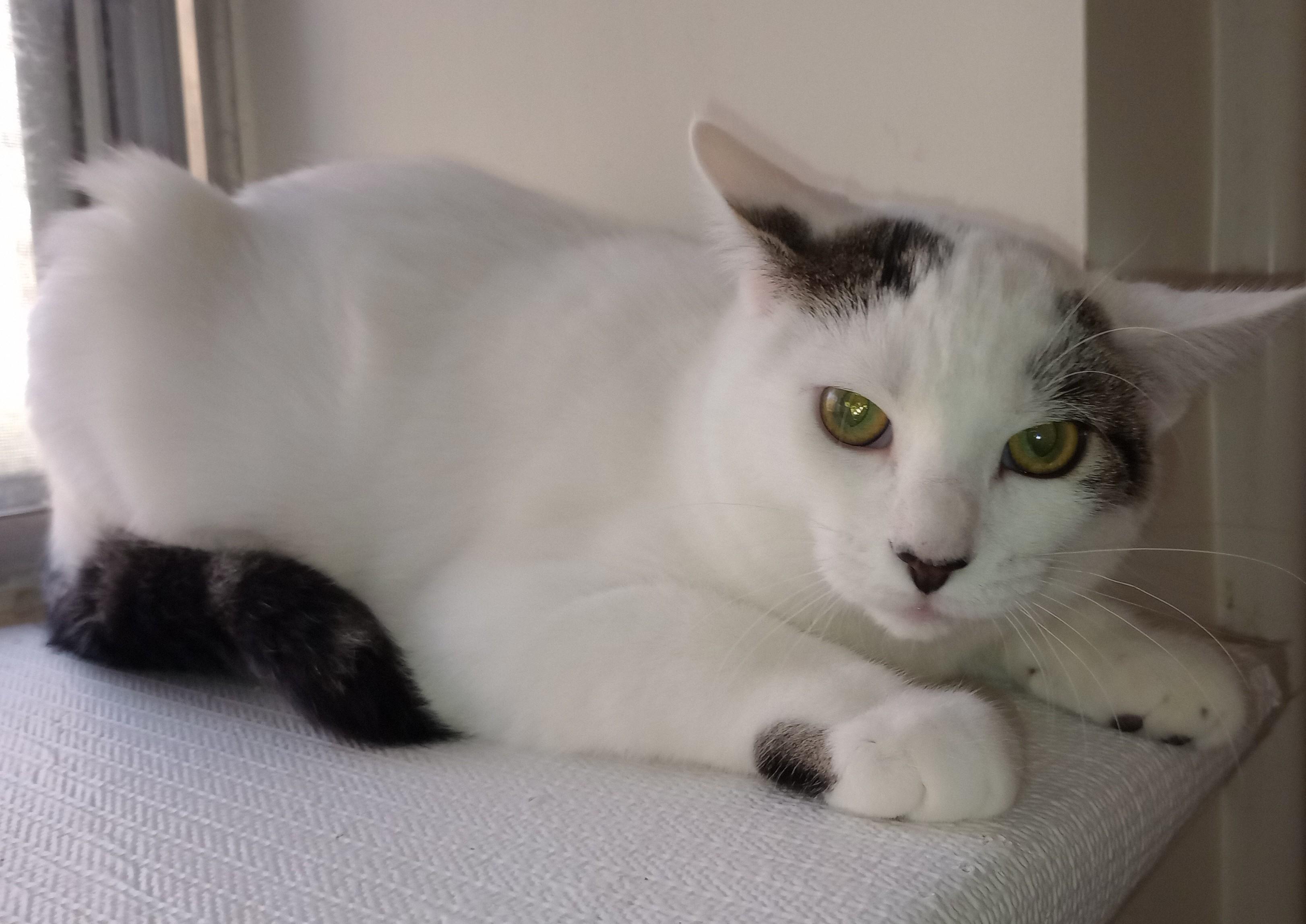 Enlarge Fang, a Adoptable Domestic Short Hair in Wayland, MA image 3/4