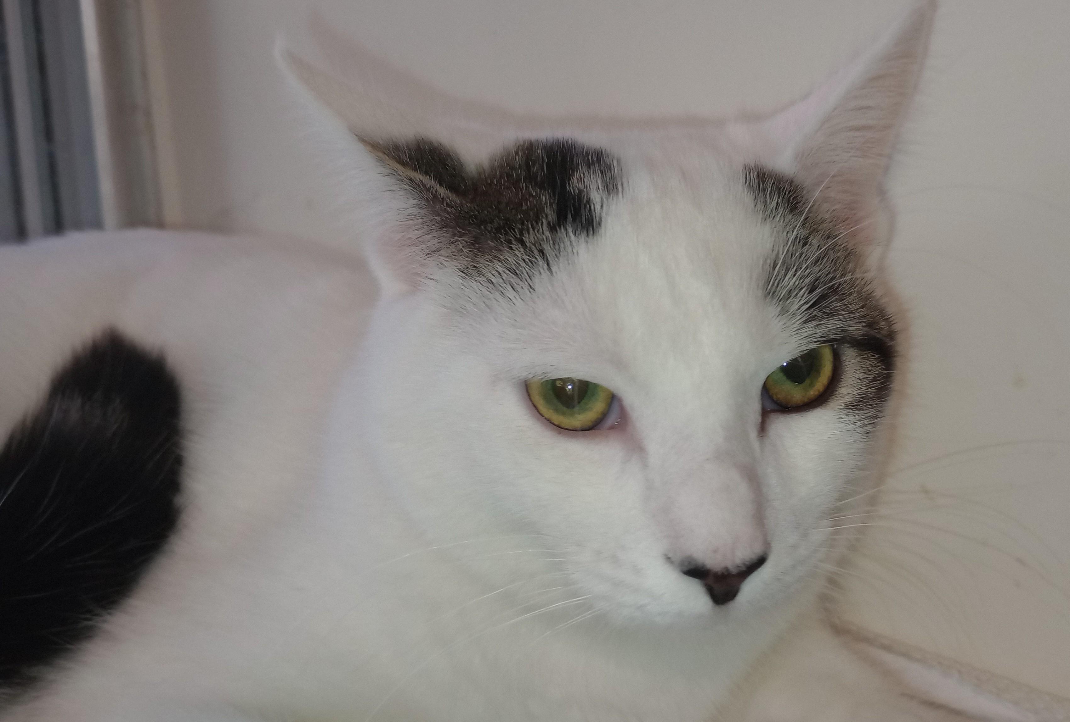 Enlarge Fang, a Adoptable Domestic Short Hair in Wayland, MA image 4/4