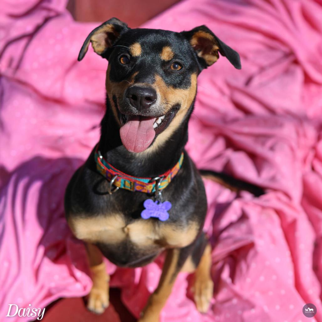 Daisy, Adoptable, Young Female Miniature Pinscher & Mixed Breed.
