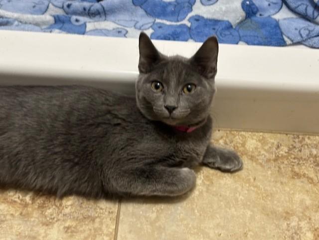 Enlarge Yalena, a ADOPTABLE Domestic Short Hair in Pekin, IL image 2/2
