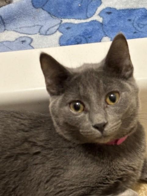 Enlarge Yalena, a ADOPTABLE Domestic Short Hair in Pekin, IL image 1/2