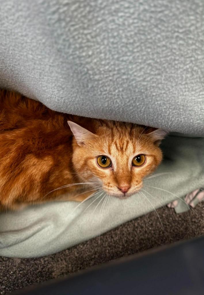 Enlarge Manger, a Adoptable mixed breed in Grand Forks, ND image 1/2