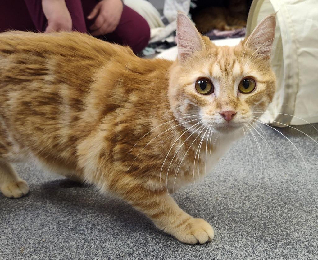 Enlarge Manger, a Adoptable mixed breed in Grand Forks, ND image 2/2