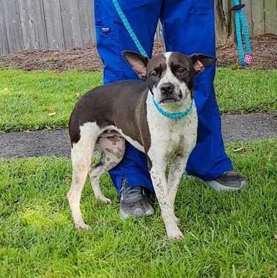 Enlarge Gloria, a ADOPTABLE mixed breed in Valdosta, GA image 2/3