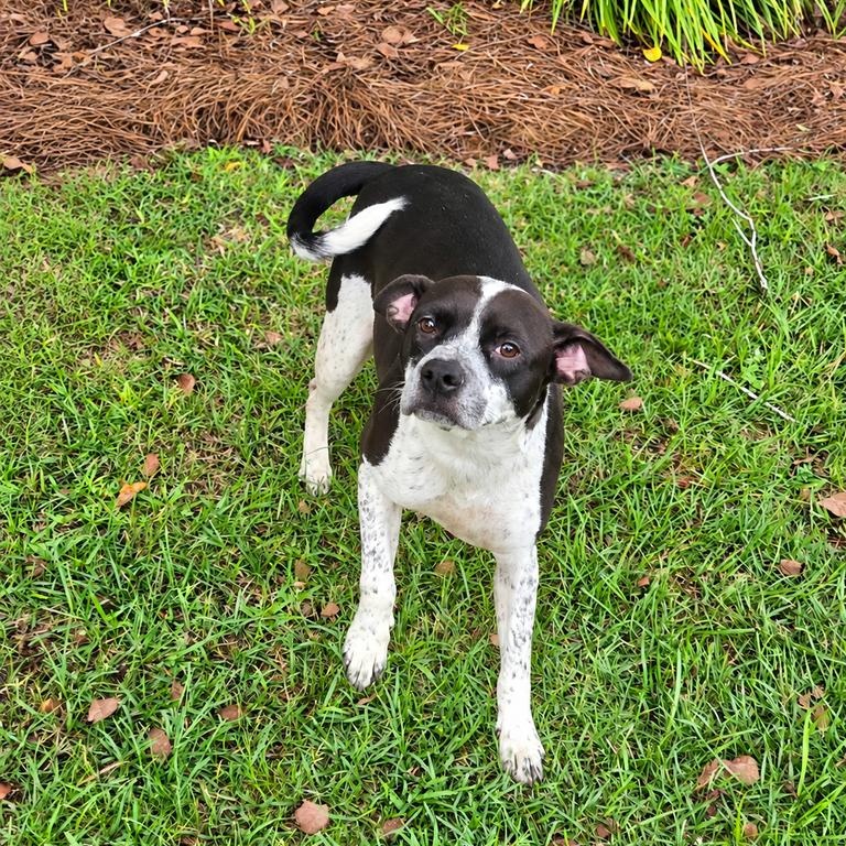 Enlarge Gloria, a Adoptable mixed breed in Valdosta, GA image 3/3