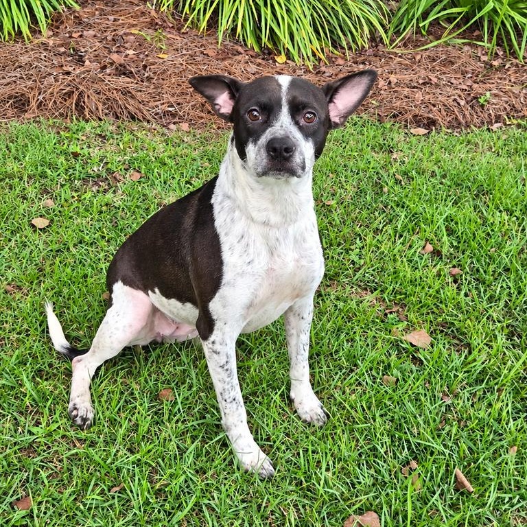 Enlarge Gloria, a Adoptable mixed breed in Valdosta, GA image 2/3