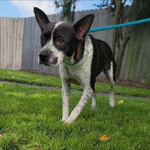 Enlarge Gloria, a ADOPTABLE mixed breed in Valdosta, GA image 3/3