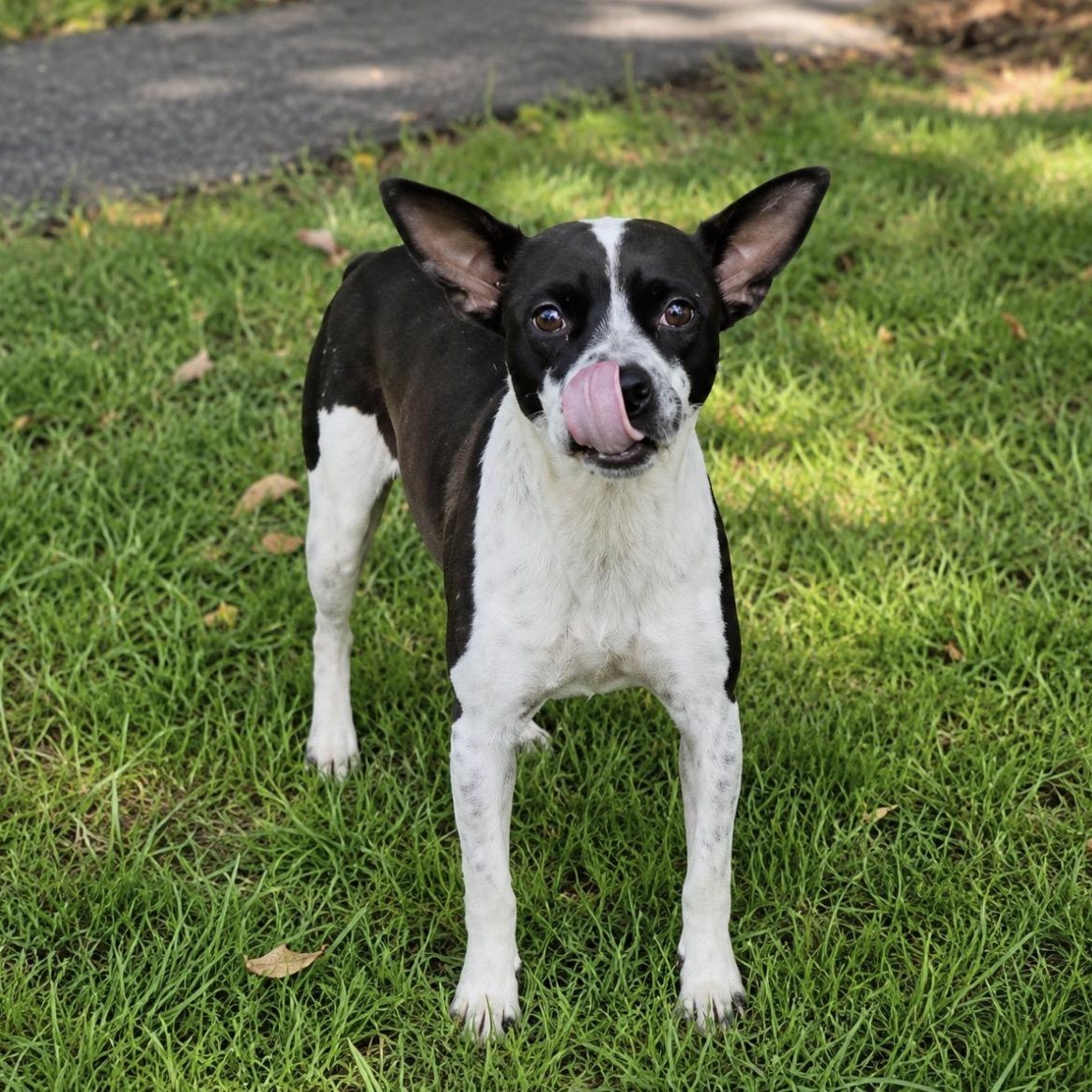Gloria, ADOPTABLE, Young Female Cattle Dog & Bulldog.