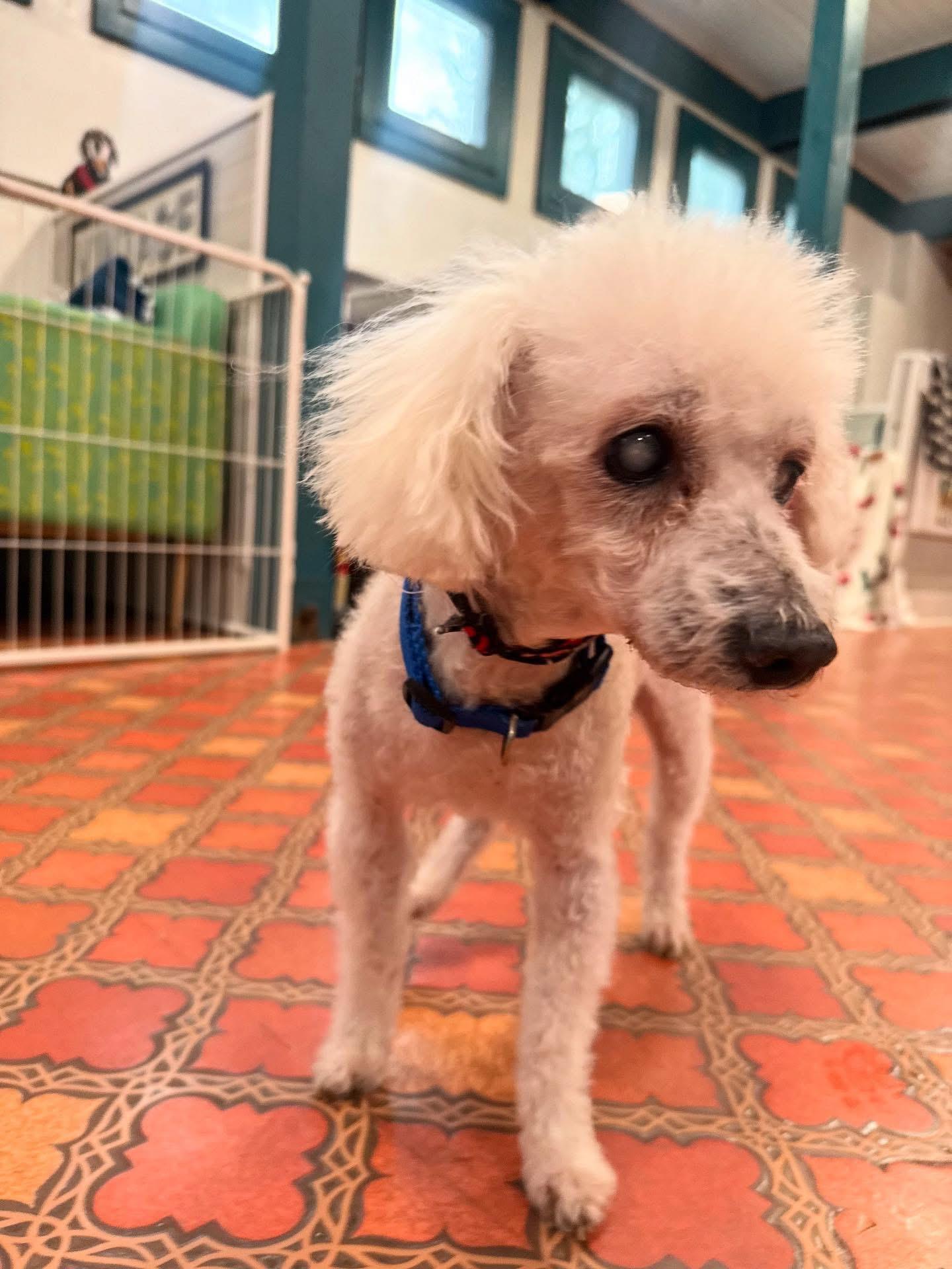 Pistachio thumbnail 3