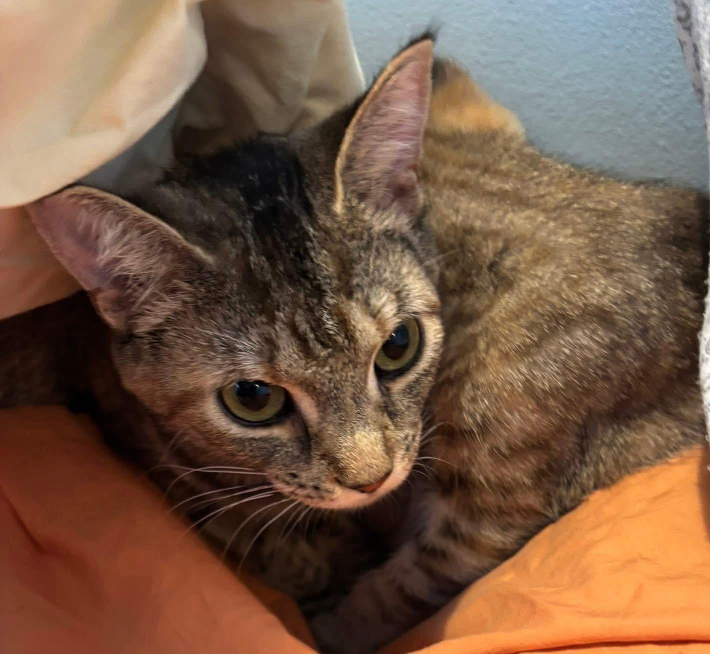 Clarice, ADOPTABLE, Adult Female Domestic Short Hair.