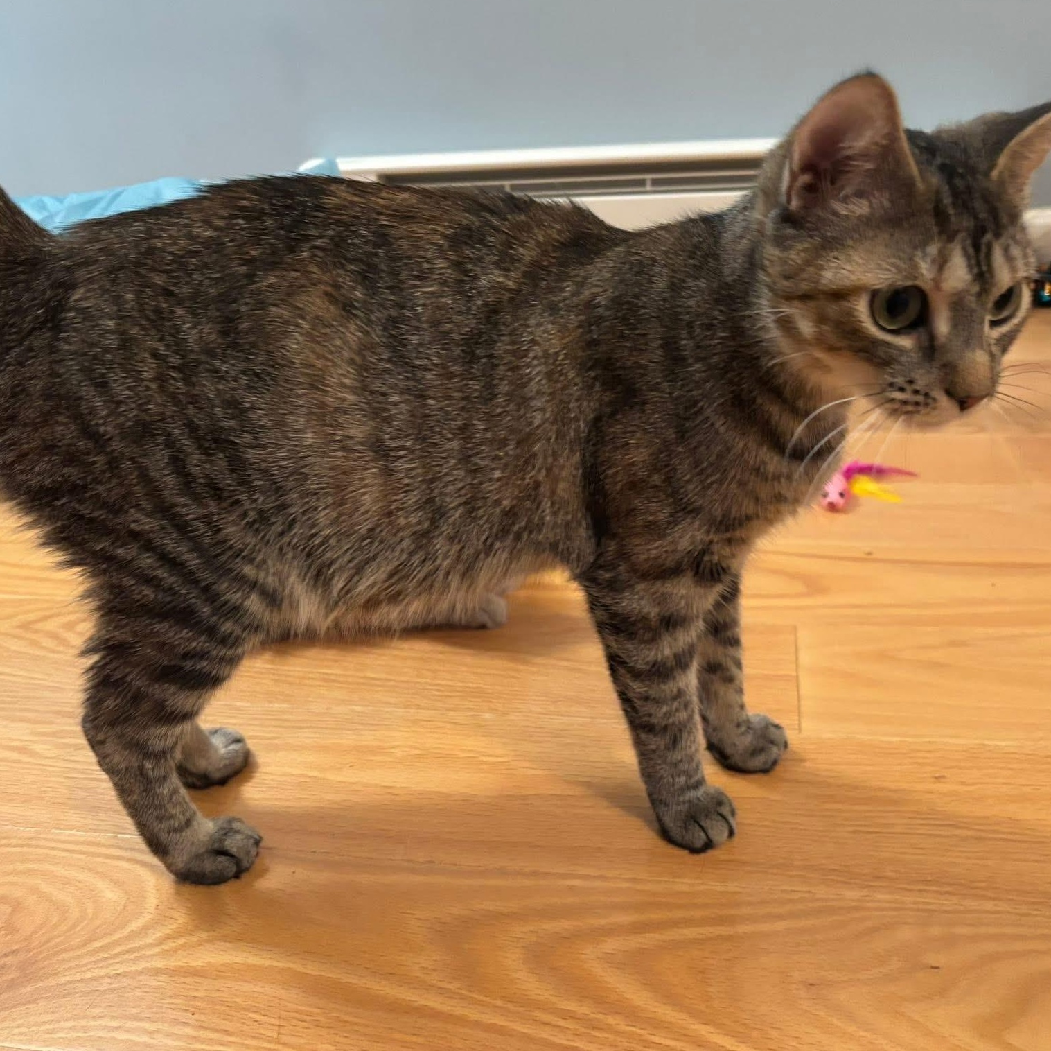 Clarice, a ADOPTABLE Domestic Short Hair in New Milford, CT image 2/2