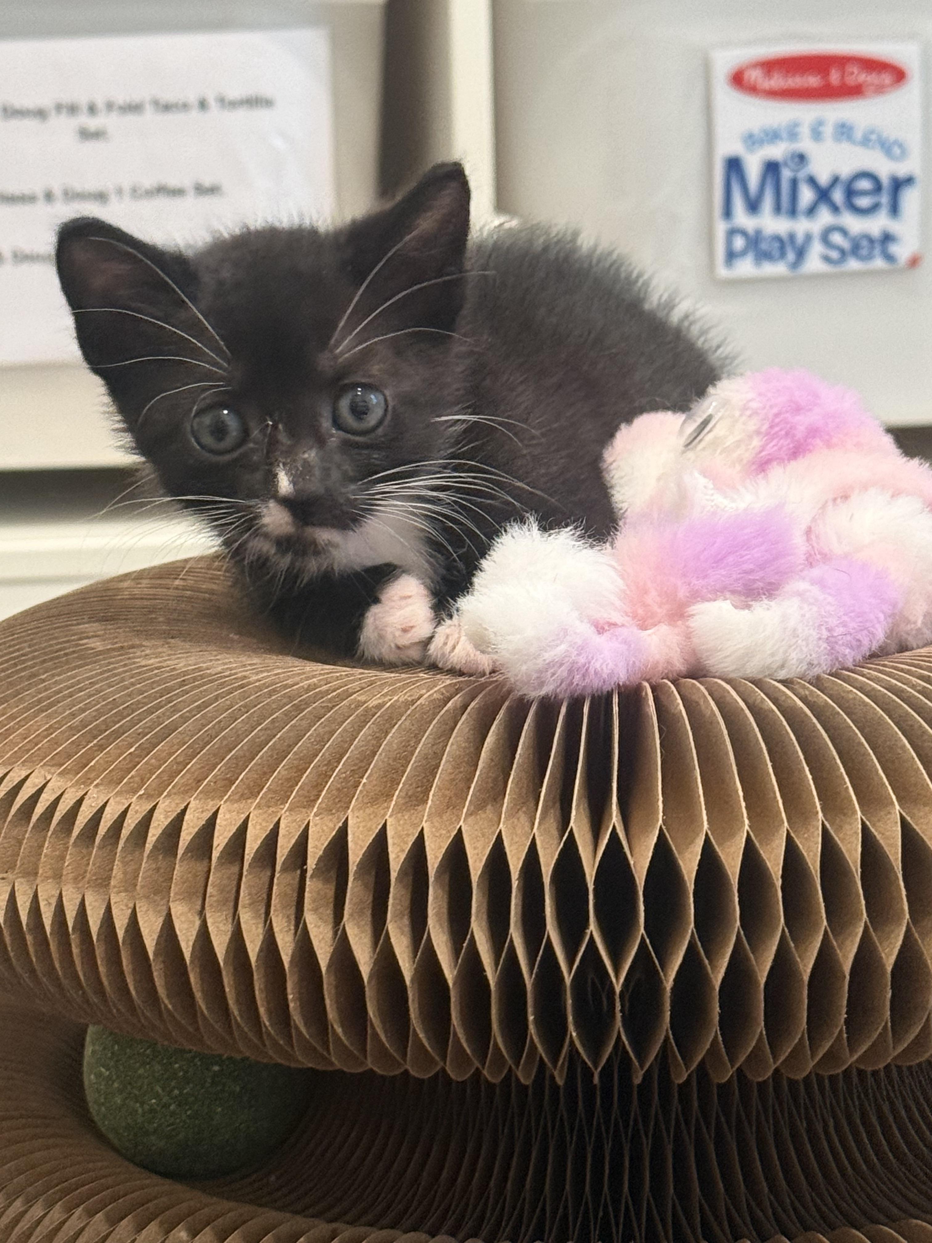 Breeze, ADOPTABLE, Kitten Female Domestic Short Hair.