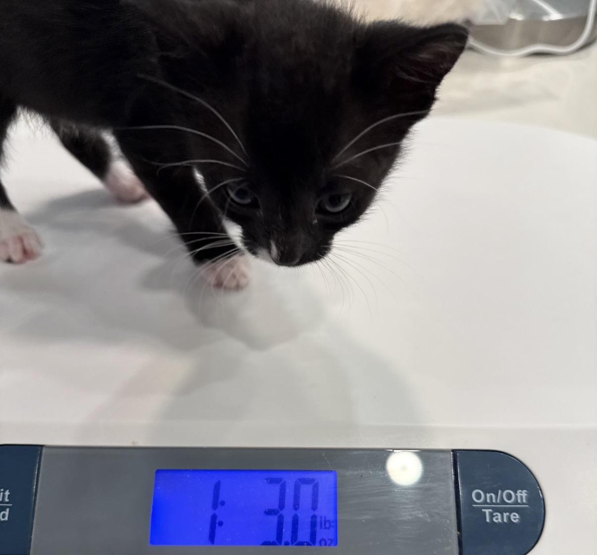 Breeze, a ADOPTABLE Domestic Short Hair in Ponte vedra, FL image 2/3