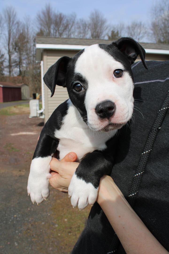 Rory, adopted, Puppy Male Pit Bull Terrier.