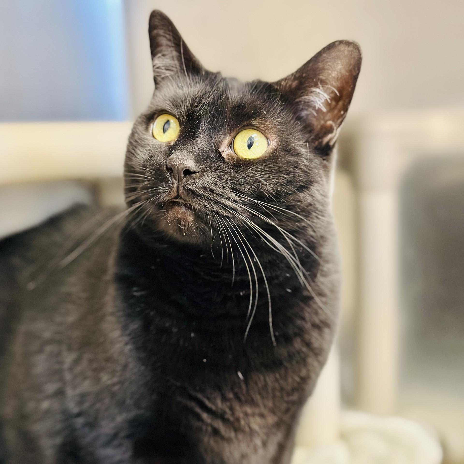 Gina, ADOPTABLE, Senior Female Domestic Short Hair.
