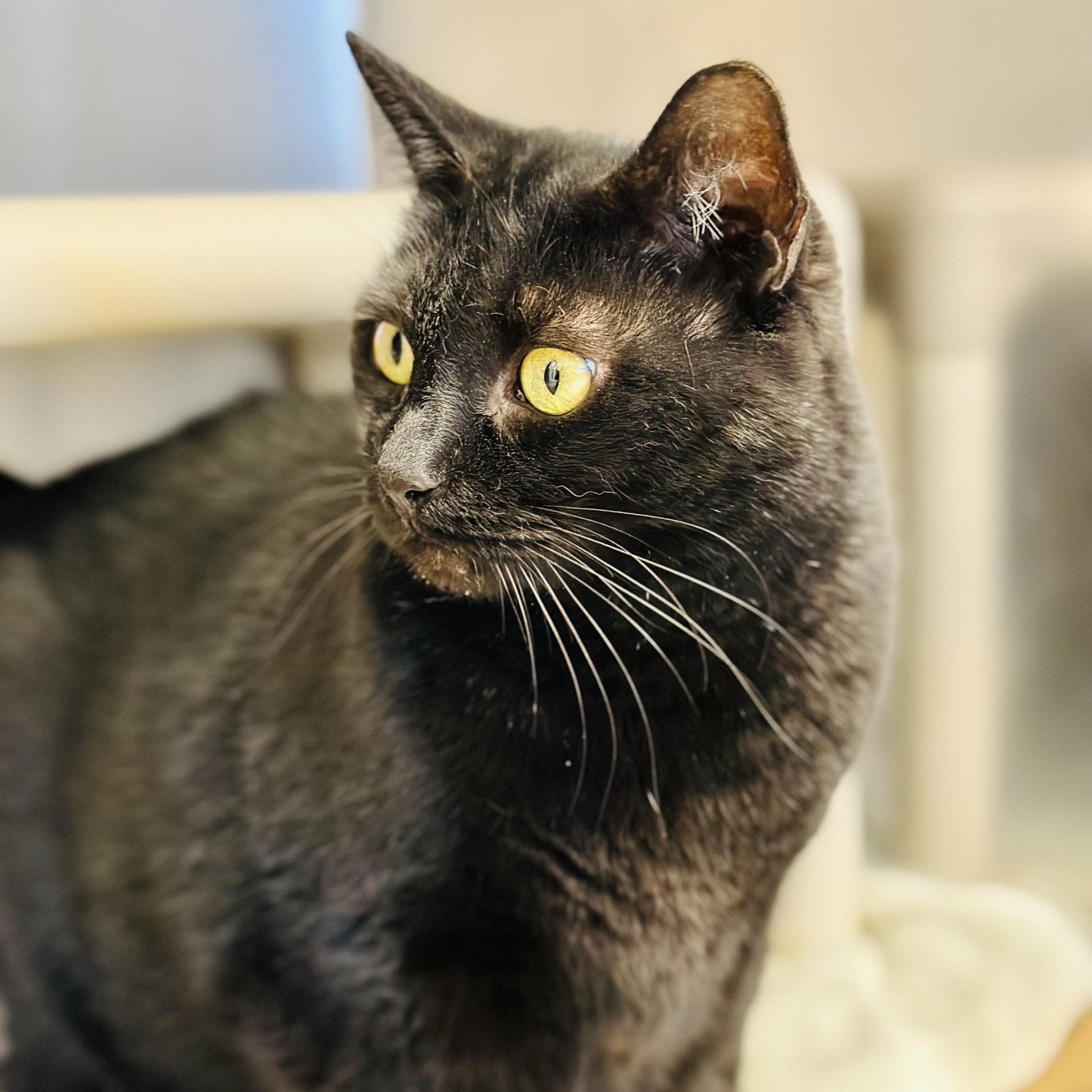 Enlarge Gina, a ADOPTABLE Domestic Short Hair in Manahawkin, NJ image 2/2