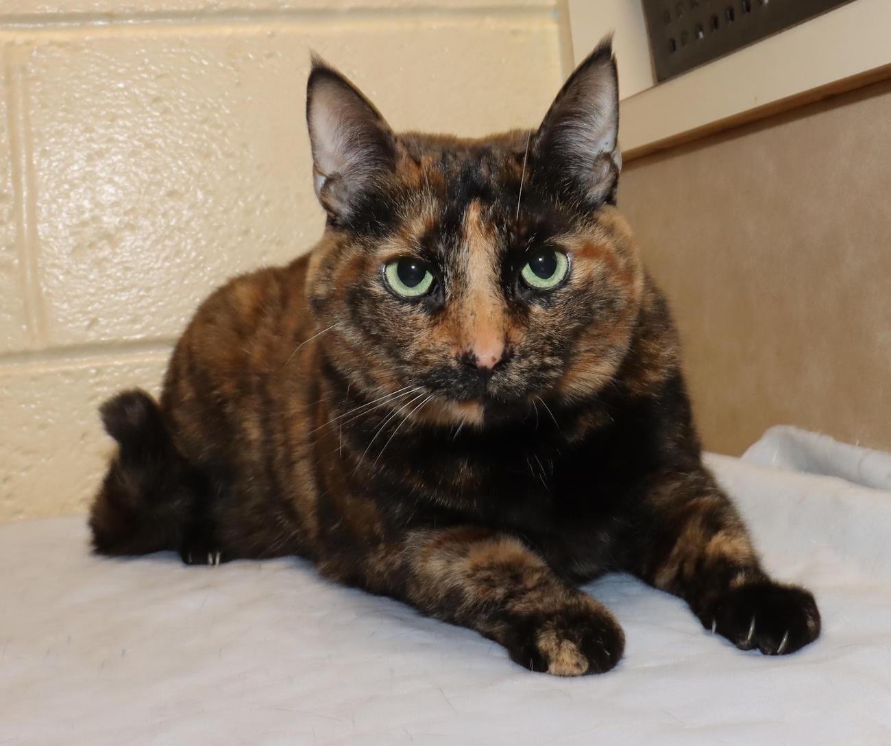 Enlarge Andromeda, an adopted Tortoiseshell in Euclid, OH image 3/6