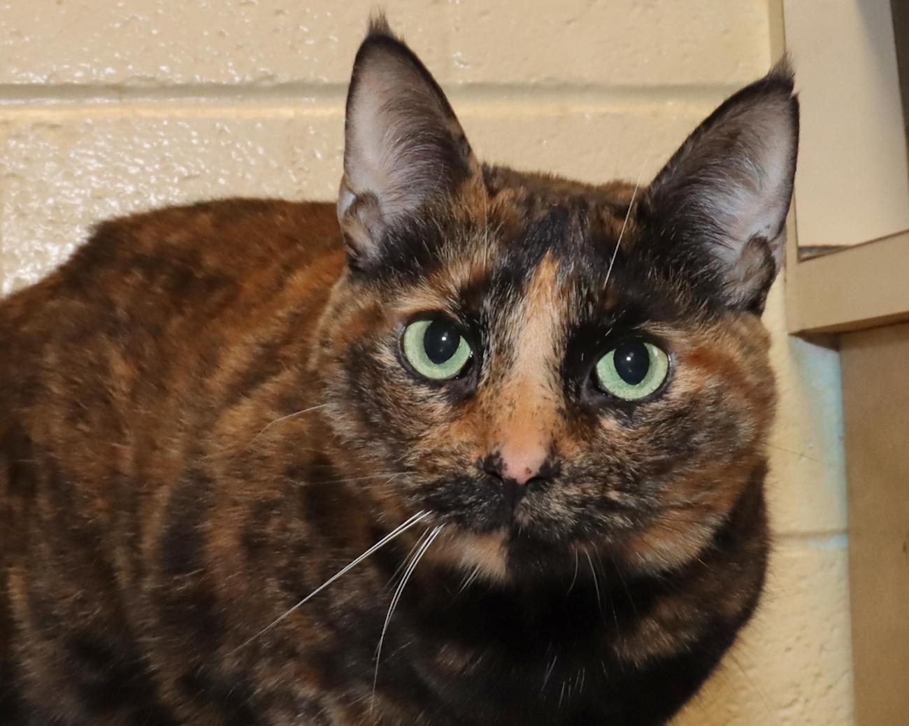 Andromeda, adopted, Adult Female Tortoiseshell.