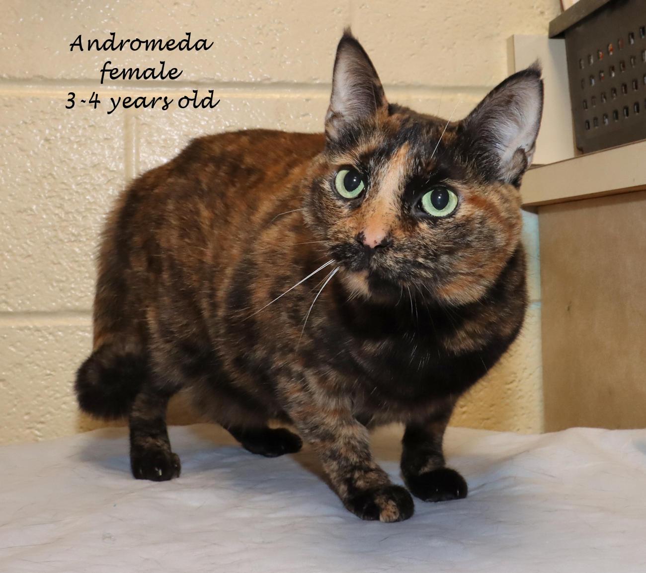Enlarge Andromeda, an adopted Tortoiseshell in Euclid, OH image 2/6
