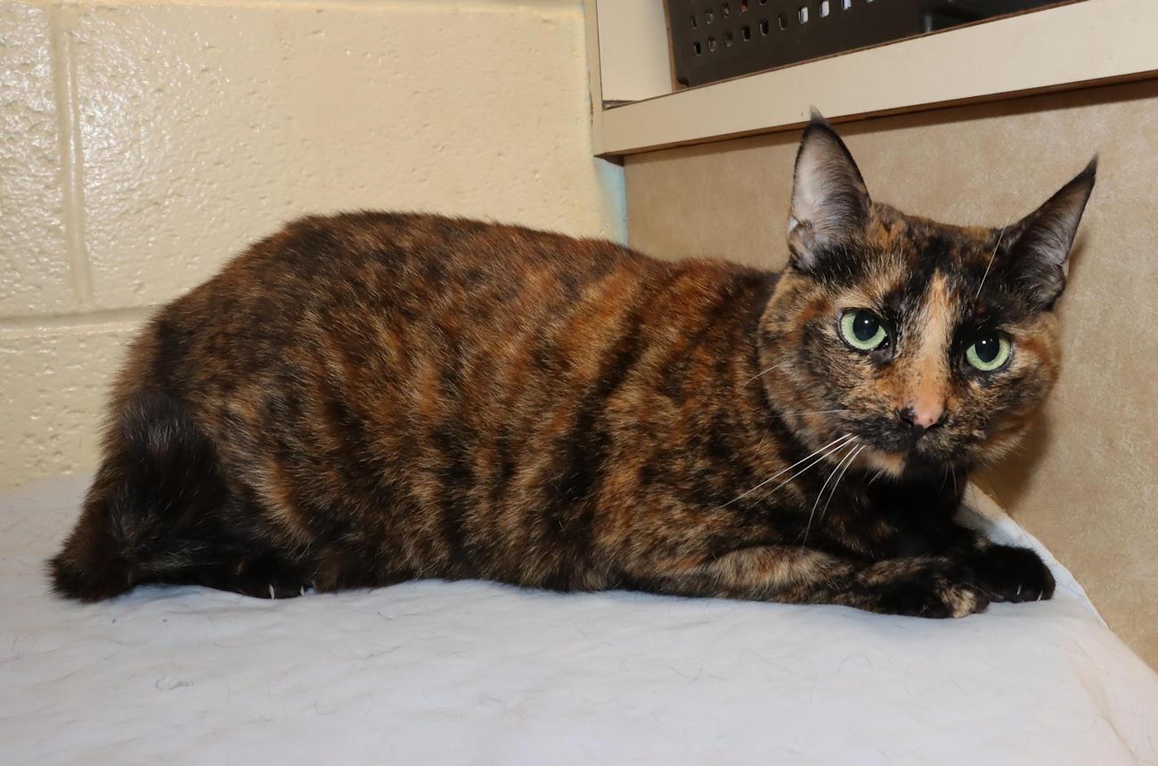 Enlarge Andromeda, an adopted Tortoiseshell in Euclid, OH image 5/6