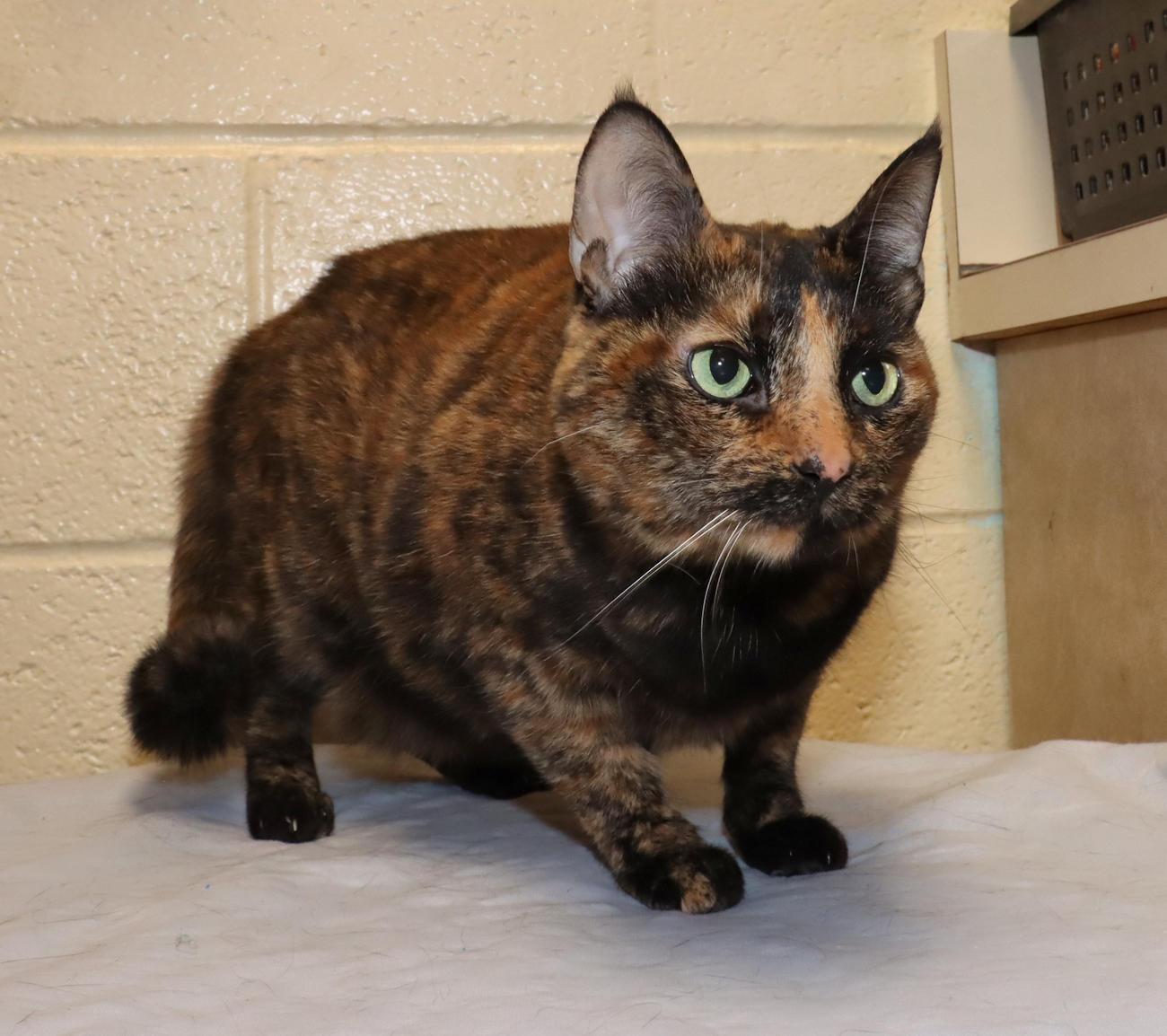 Enlarge Andromeda, an adopted Tortoiseshell in Euclid, OH image 4/6