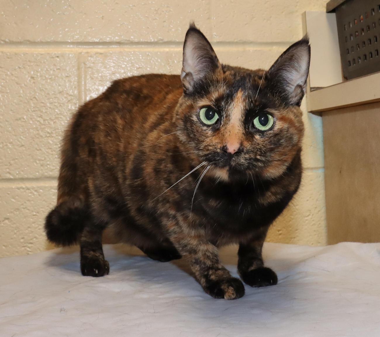 Enlarge Andromeda, an adopted Tortoiseshell in Euclid, OH image 6/6