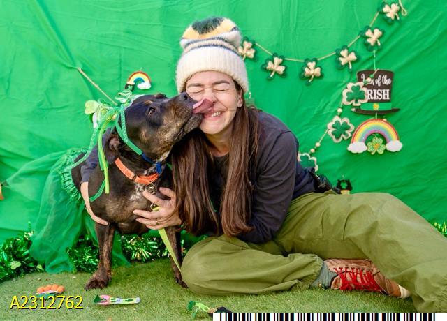 Enlarge WILLOW, a Adoptable Mixed Breed in West Palm Beach, FL image 1/1