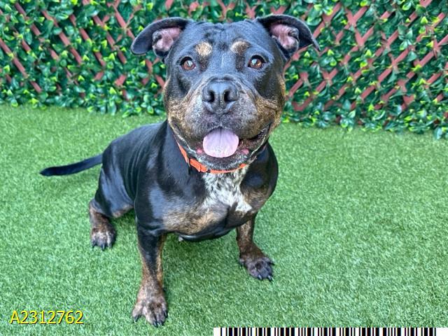 WILLOW, Adoptable, Adult Female Mixed Breed.