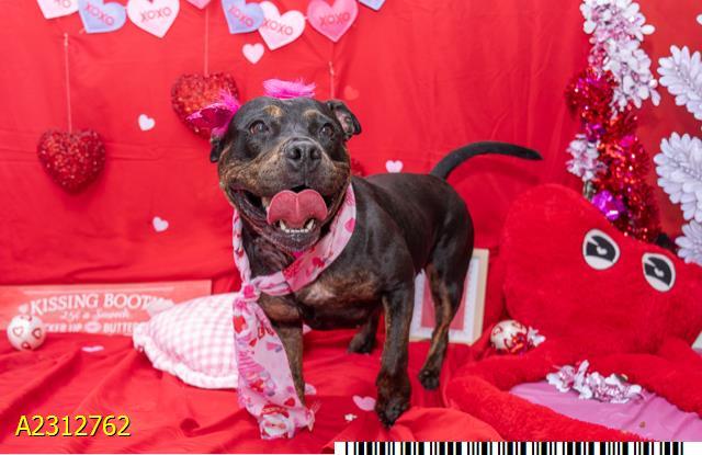 Enlarge WILLOW, a Adoptable Mixed Breed in West Palm Beach, FL image 1/1