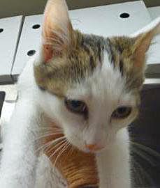 Penelope (Bonded to Harper)