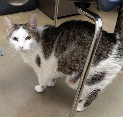 Penelope (Bonded to Harper) — thumbnail 2