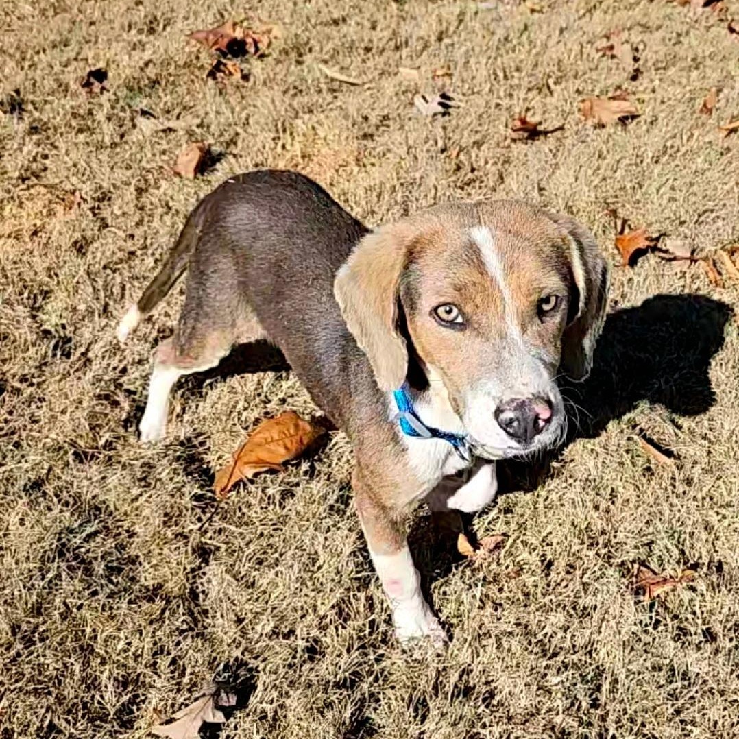 SMOKEY "VERY PLAYFUL AND ADORABLE", ADOPTABLE, Young Male Beagle.