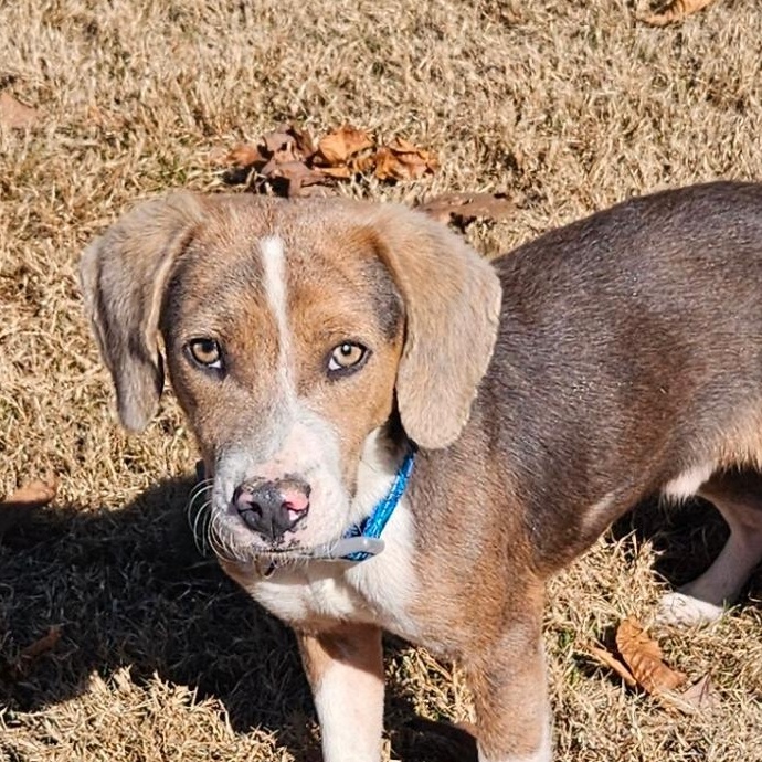 Enlarge SMOKEY  "VERY PLAYFUL AND ADORABLE", a ADOPTABLE Beagle in Newington, CT image 2/6