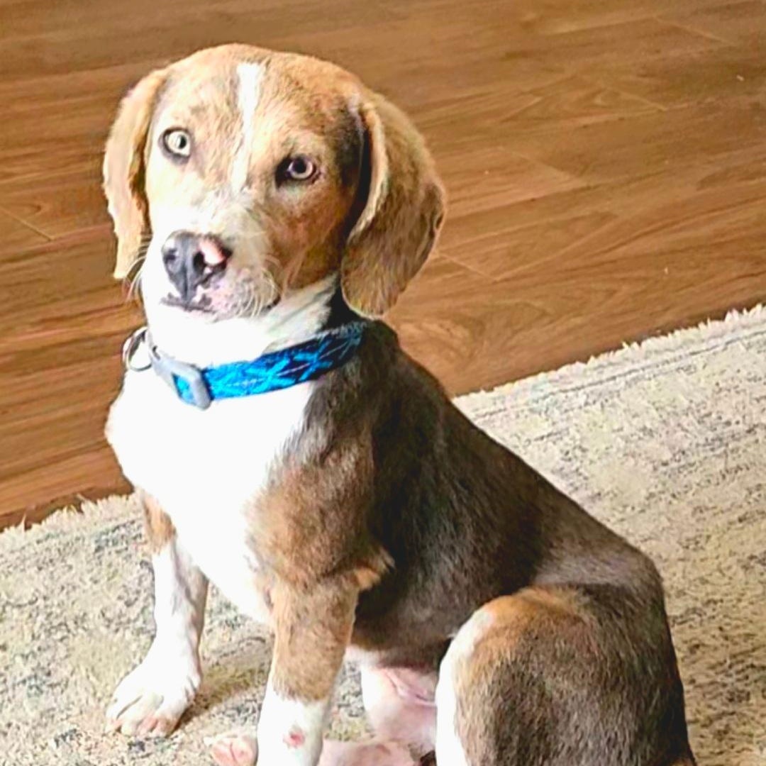 Enlarge SMOKEY  "VERY PLAYFUL AND ADORABLE", a ADOPTABLE Beagle in Newington, CT image 3/6