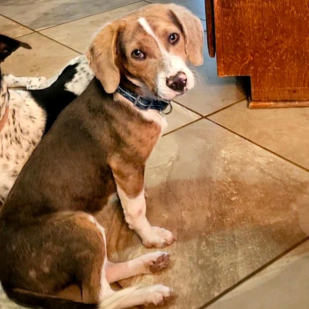 Enlarge SMOKEY  "VERY PLAYFUL AND ADORABLE", a ADOPTABLE Beagle in Newington, CT image 1/6