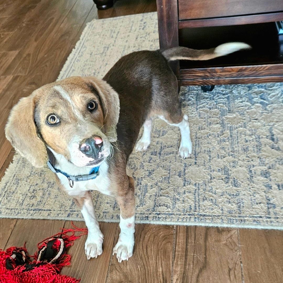 Enlarge SMOKEY  "VERY PLAYFUL AND ADORABLE", a ADOPTABLE Beagle in Newington, CT image 4/6
