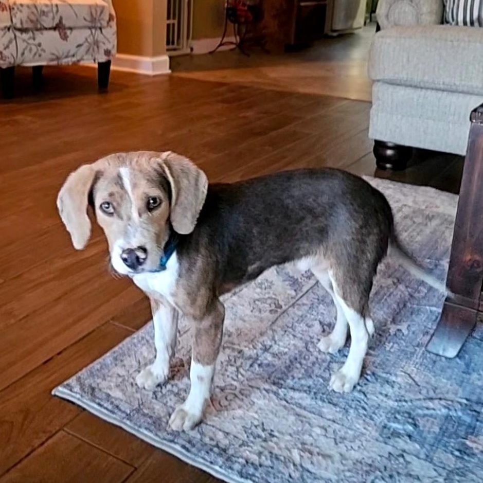 Enlarge SMOKEY  "VERY PLAYFUL AND ADORABLE", a ADOPTABLE Beagle in Newington, CT image 5/6