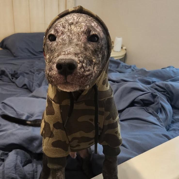 Kevin, Adoptable, Puppy Male Pit Bull Terrier.