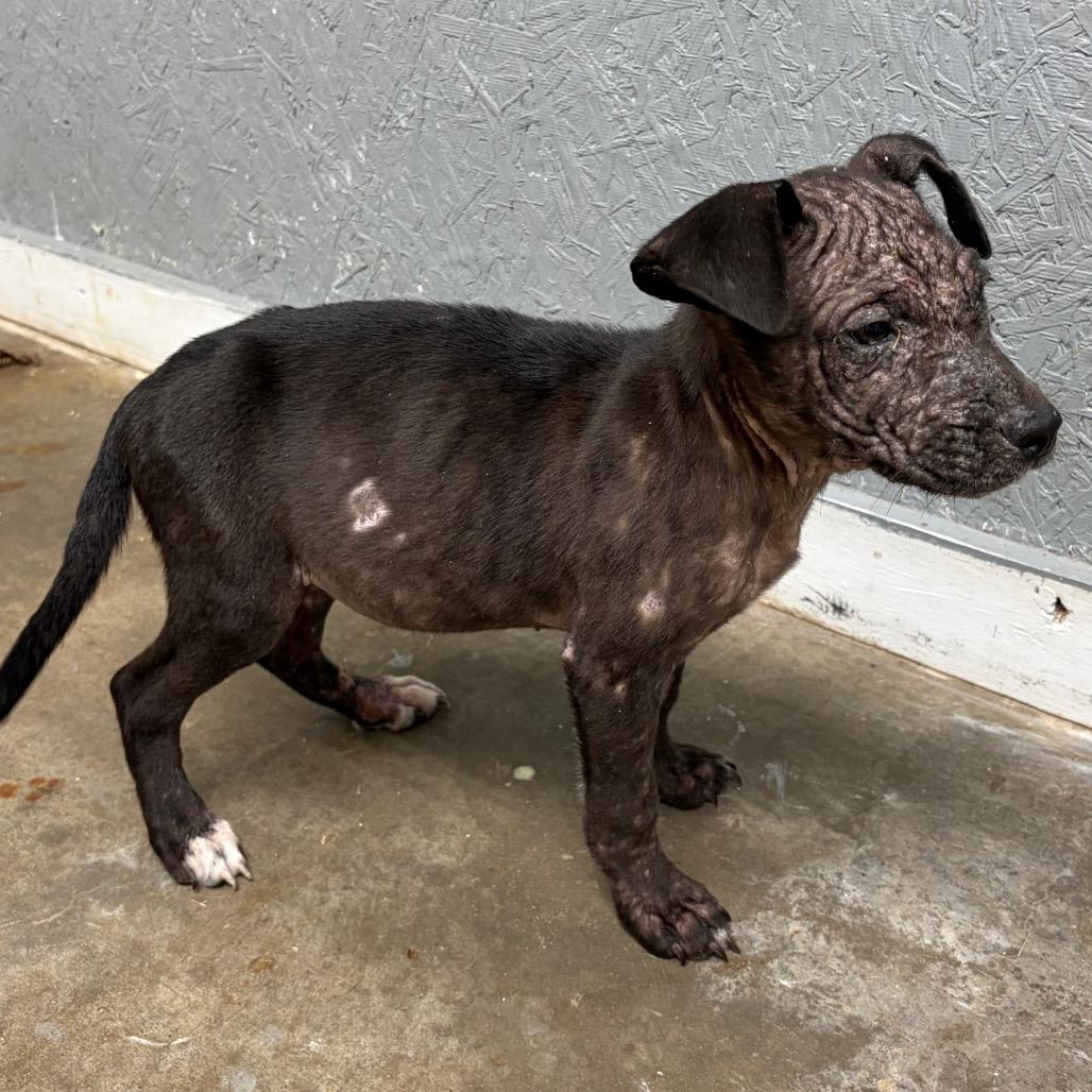 Enlarge Kevin, a Adoptable mixed breed in Houston, TX image 1/1